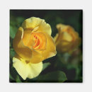 Search for florist magnets Rose