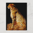 Search for cheetah on a birthday cards Nature