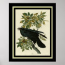 Search for audubon birds posters America