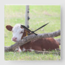 Search for hereford cattle art Animal