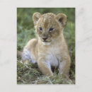 Search for tanzania postcards Serengeti national park