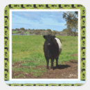 Search for belted stickers Belted galloway cow