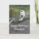 Search for goldendoodle birthday cards Dog