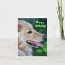 Search for handsome cards Pet