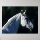 Search for warmblood posters Horse