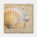 Search for seashell pictures magnets Ocean