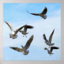Search for seagull flying posters Wildlife