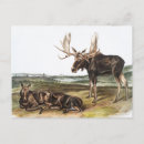 Search for cute moose postcards Wildlife