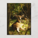Search for buck postcards Young