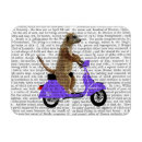 Search for lilac magnets Animals
