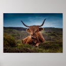 Search for ranchers posters Livestock