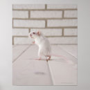 Search for gerbil posters Animals