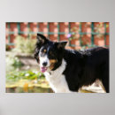 Search for bob and pam langrish Collie border