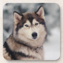 Search for outdoor coasters Outside