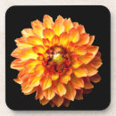 Search for dahlia flower coasters Nature