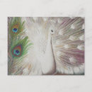 Search for peacock feathers postcards White