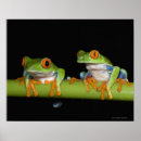 Search for green tree frog posters Animal