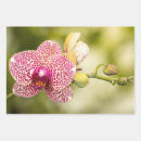 Search for orchids wrapping paper Botanical