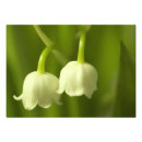 Search for lily of the valley art White