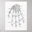 Search for hand anatomy posters Doctor
