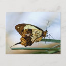 Search for bug pictures postcards Butterfly