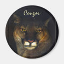 Search for cougars magnets Wildlife