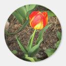 Search for beautiful spring magnets Orange