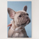Search for french bulldog puzzles Purebred