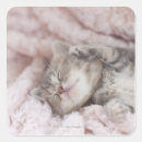 Search for sleeping kitten Japan
