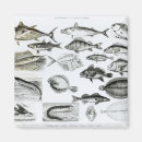 Search for mullet magnets Fish