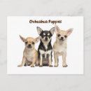 Search for chihuahua puppies postcards Dog