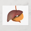 Search for digestion postcards Anatomy
