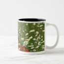 Search for deer fawn mugs Nature