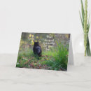 Search for domestical cards Cat