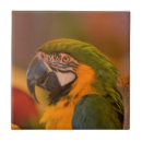 Search for parrot tiles Nature