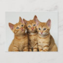 Search for sided postcards Cute