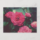 Search for vintage rose postcards Romance