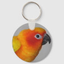 Search for conures Sun