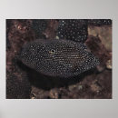 Search for comet posters Photography