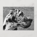 Search for work animal postcards Animals
