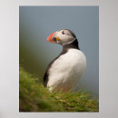 Search for puffin art Cute
