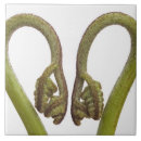 Search for fern tiles Plants