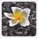 Search for frangipani stickers Plumeria