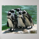 Search for penguin image posters Penguins