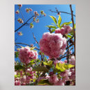 Search for cherry tree posters Flower