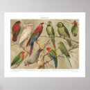 Search for tropical bird posters Colourful