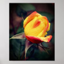 Search for highlight posters Floral