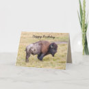 Search for bison birthday cards Wyoming