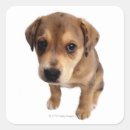 Search for body part stickers Dog
