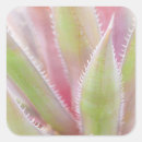 Search for yucca stickers Close up